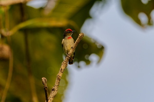 Red-capped Flowerpecker (Dicaeum geelvinkianum) (1)