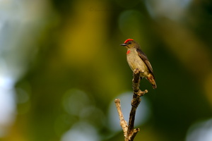 Red-capped Flowerpecker (Dicaeum geelvinkianum) (2)