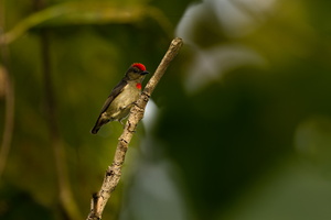 Red-capped Flowerpecker (Dicaeum geelvinkianum) (3)