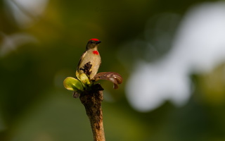 Red-capped Flowerpecker (Dicaeum geelvinkianum) (4)