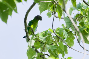 Red-cheeked Parrot (Geoffroyus geoffroyi) F