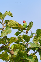 Red-cheeked Parrot (Geoffroyus geoffroyi)