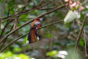 Red-headed trogon (Harpactes erythrocephalus) (1)