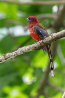 Red-headed trogon (Harpactes erythrocephalus) (2)