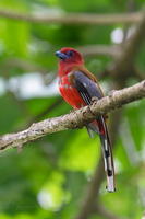 Red-headed trogon (Harpactes erythrocephalus) (3)