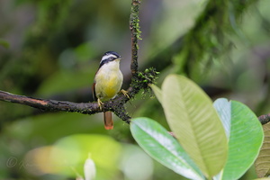Red-tailed Minla (Minla ignotincta) (1)