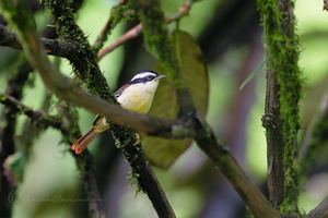 Red-tailed Minla (Minla ignotincta) (2)