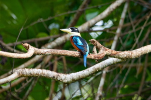 Rufous-bellied Kookaburra (Dacelo gaudichaud)