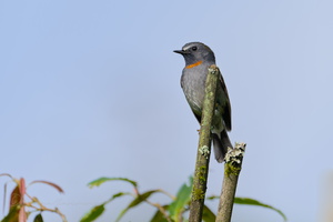 Rufous-gorgeted Flycatcher (Ficedula strophiata) (1)