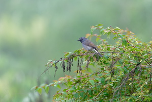 Rufous-gorgeted Flycatcher (Ficedula strophiata) (2)