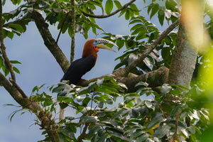 Rufous-necked hornbill (Aceros nipalensis) (1)