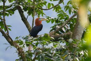Rufous-necked hornbill (Aceros nipalensis) (2)
