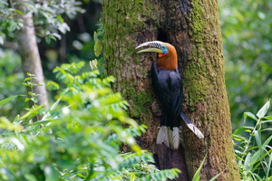 Rufous-necked hornbill (Aceros nipalensis) (3)