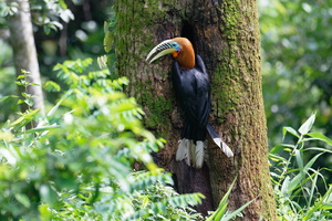 Rufous-necked hornbill (Aceros nipalensis) (4)