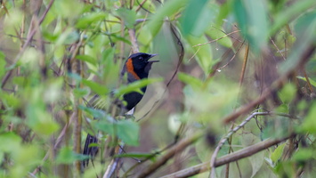 Rufous-necked laughingthrush (Pterorhinus ruficollis)