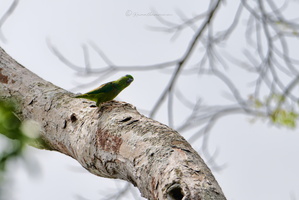 Salvadori's Fig Parrot (Psittaculirostris salvadorii) (1)