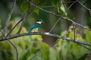 Sacred kingfisher (Todiramphus sanctus)