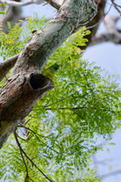 Salvadori's Fig Parrot (Psittaculirostris salvadorii) (2)