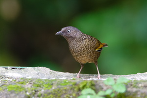 Scaly Laughingthrush (Trochalopteron subunicolor) (1)
