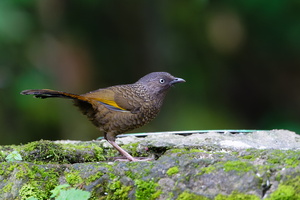Scaly Laughingthrush (Trochalopteron subunicolor) (2)