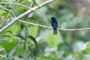 Shining Flycatcher (Myiagra alecto) (1)