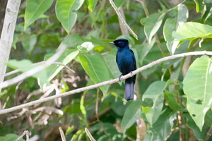 Shining Flycatcher (Myiagra alecto) (2)