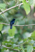 Shining Flycatcher (Myiagra alecto) (3)