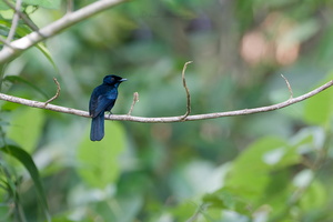 Shining Flycatcher (Myiagra alecto) (4)