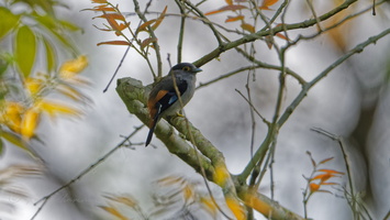 Silver-breasted broadbill (Serilophus lunatus) (1)