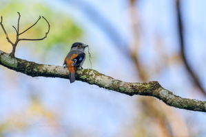 Silver-breasted broadbill (Serilophus lunatus) (2)