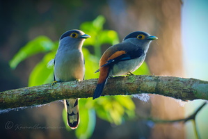 Silver-breasted broadbill (Serilophus lunatus) (3)