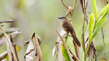 Slender-billed Babbler (Argya longirostris) (2)