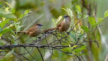 Slender-billed Babbler (Argya longirostris) (3)