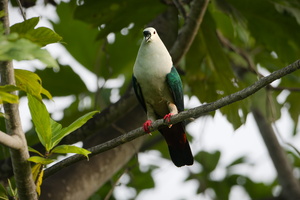 Spice Imperial Pigeon (Ducula myristicivora) (2)