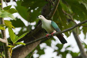 Spice Imperial Pigeon (Ducula myristicivora) (3)
