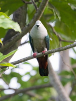 Spice Imperial Pigeon (Ducula myristicivora) (5)