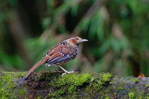 Spotted Laughingthrush (Ianthocincla ocellata)