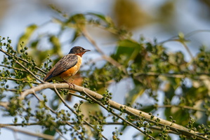 Spot-winged starling (Saroglossa spilopterus)