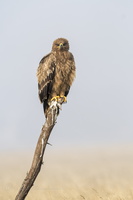 Steppe Eagle (Aquila nipalensis) (2)