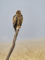 Steppe Eagle (Aquila nipalensis)