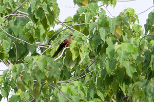 Sultan's Cuckoo-Dove (Macropygia doreya)