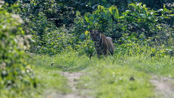 Tiger-Manas