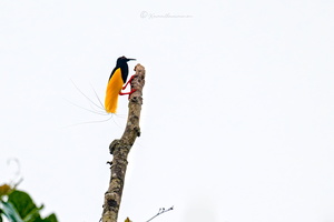 Twelve-wired Bird-of-paradise (Seleucidis melanoleucus) (4)