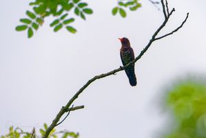 Violet Cuckoo (Chrysococcyx xanthorhynchus) (1)