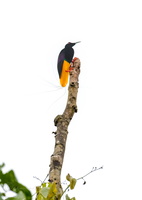Twelve-wired Bird-of-paradise (Seleucidis melanoleucus)