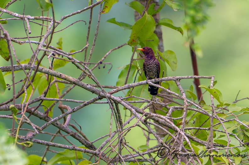 Violet Cuckoo (Chrysococcyx xanthorhynchus) (2).jpg