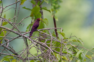 Violet Cuckoo (Chrysococcyx xanthorhynchus) (3)