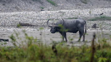 water buffalo (Bubalus arnee)