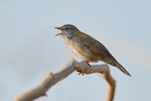 West Himalayan Bush Warbler (Locustella kashmirensis) (1)