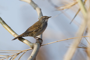 West Himalayan Bush Warbler (Locustella kashmirensis) (2)